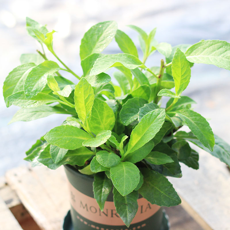 盆栽食用降糖草泰国草富贵菜白子鸡毛菜新鲜尼基罗