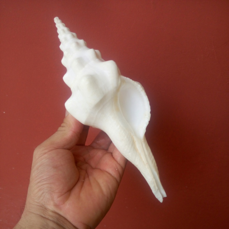 天然海螺贝壳长旋螺右旋法螺佛教祭祀用品螺壳橱窗收藏标本螺