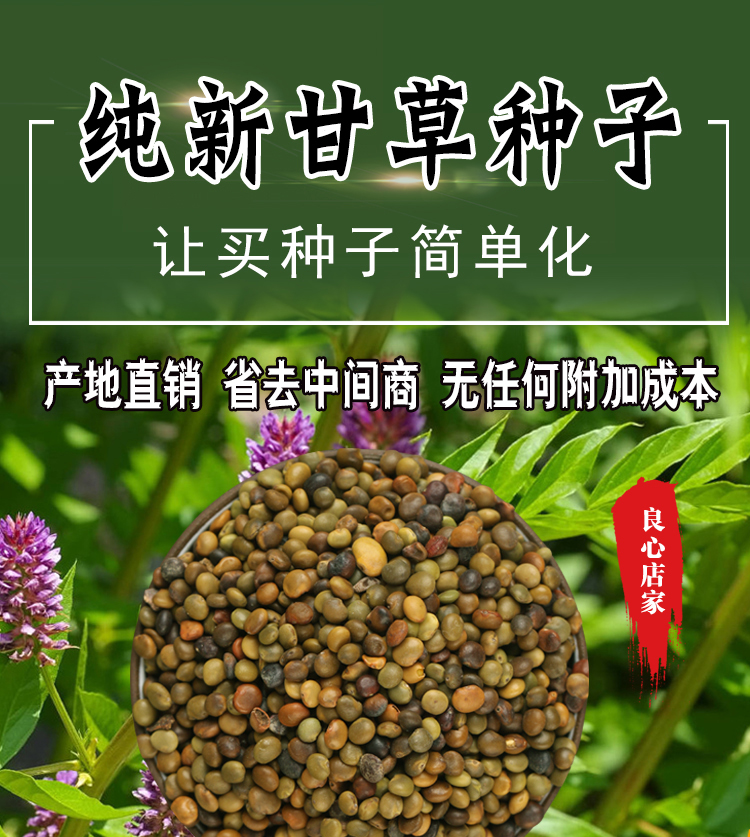 散装药材甘草种子新产新疆红根种籽四季播种可阳台盆栽