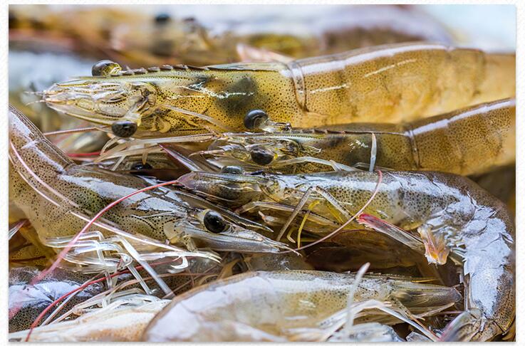 250g烤虾即食虾干海鲜干货零食虾子大对虾干