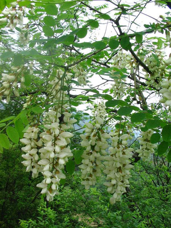 白红花槐洋槐刺槐种子护坡紫穗槐香花金龙爪槐速生国槐种子紫穗槐种子