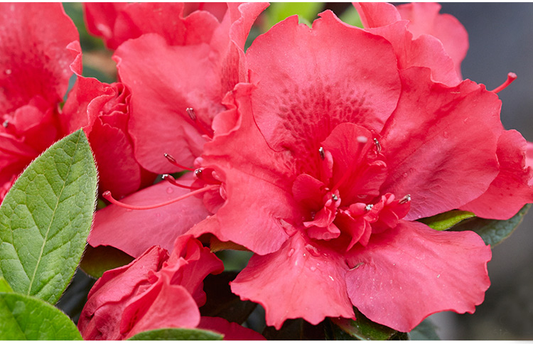 家柏饰(corated)杜鹃花 花灌木多季开花植物 虹越安酷杜鹃加仑 盆栽