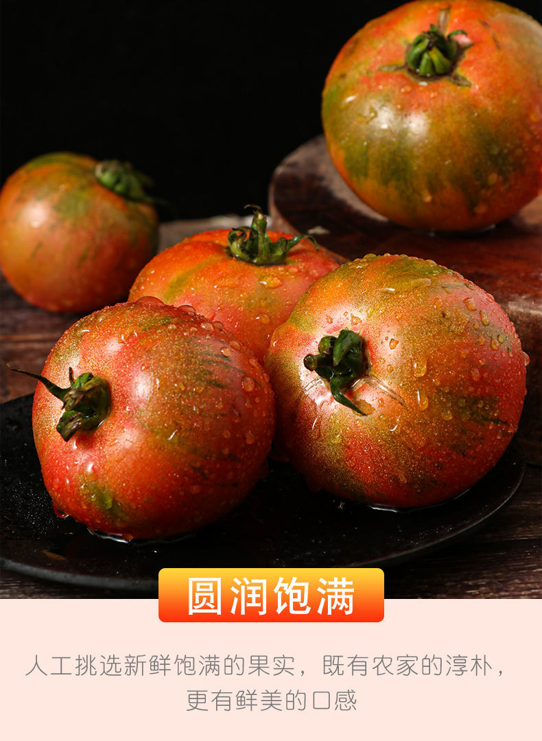 湛航 丹东铁皮草莓柿子正宗盘锦西红柿新鲜现摘自然熟孕妇生吃水果