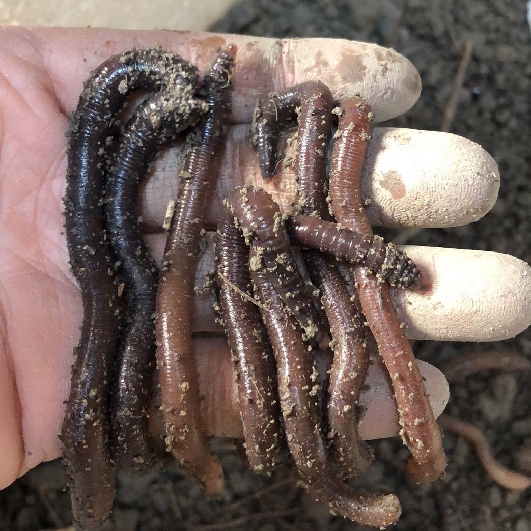 鲜活土蚯蚓大号1斤约4050条万能诱饵钓鱼饵料广东发货省内隔天到小号