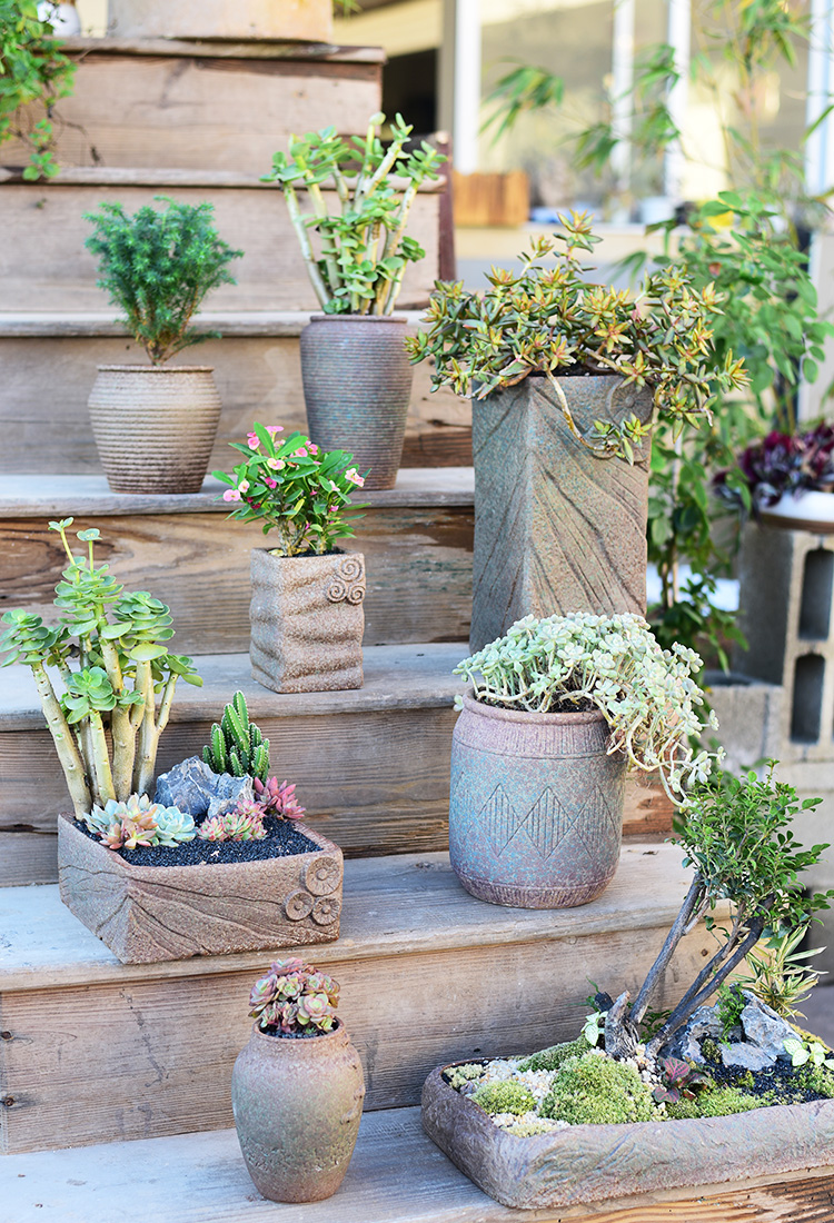大口径多肉花盆拼盘大号陶瓷粗陶花盆透气家用盆景盆肉肉植物盆器