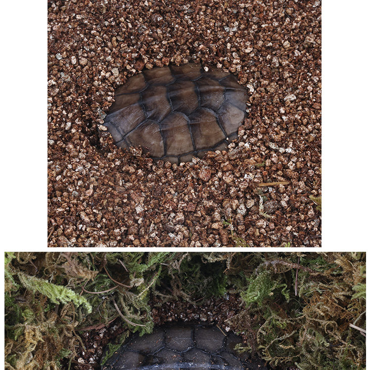 《1斤无菌土 蛭石【调配好直接用】 小乌龟冬眠用品垫材无菌椰土蛭石