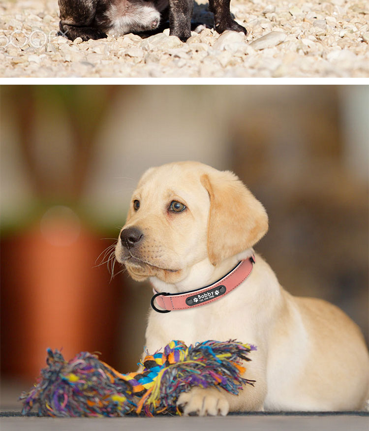 宠物狗狗项圈哈士奇大型犬金毛脖套狗圈