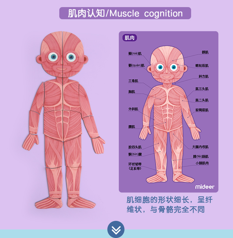 新生儿身体结构图图片