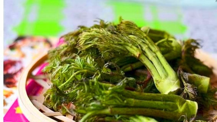 野生刺嫩芽刺老芽东北山区特产山菜刺嫩芽种子山野菜种苗