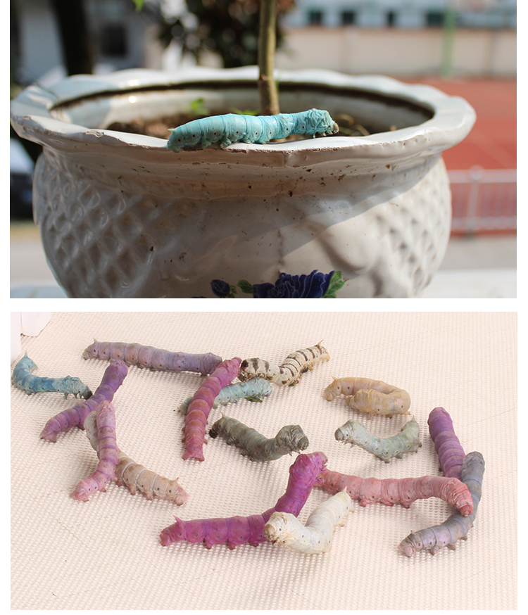 活体蚕宝宝学生养蚕套装新鲜桑叶七彩色蚕蚕卵蚕蛋模型天然彩抽丝