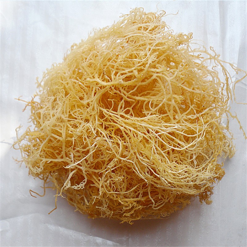 新晒龙须菜石花菜干货鹿角菜海石花凉拌菜海鲜干货可开发票500g