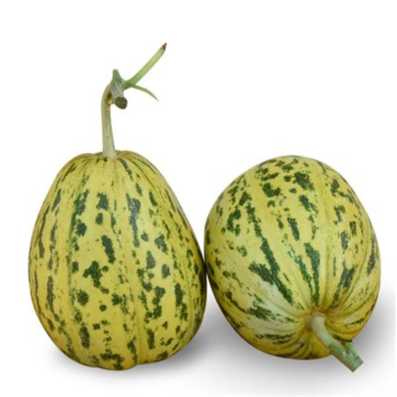 子暄园艺用品 杂交八里香甜瓜种子早熟四季播香瓜超甜蔬菜瓜水果花卉