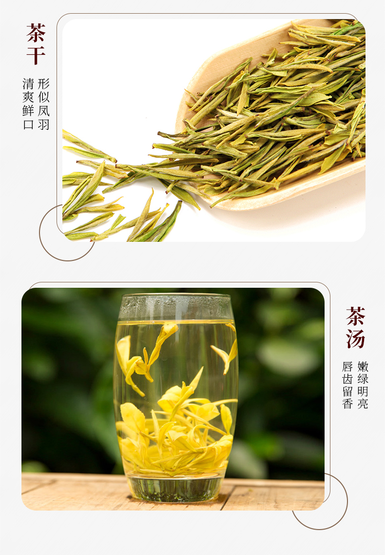 邑境黃金茶綠茶茶葉新茶罐裝50g茗茶安吉白茶