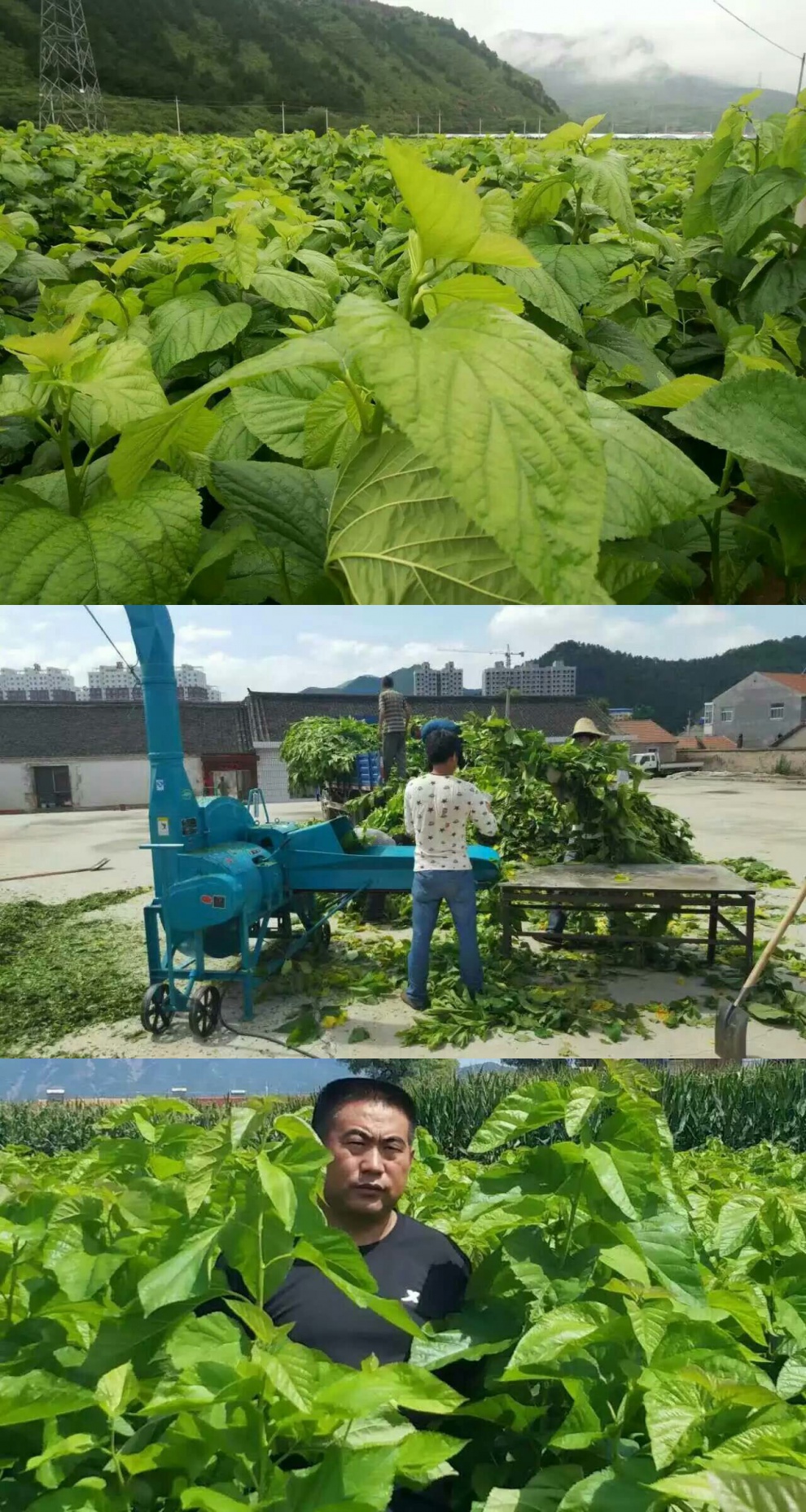 蛋白桑饲料桑大叶桑蚕种子桑12号14号茶桑树杂交桑种子强桑一号一斤