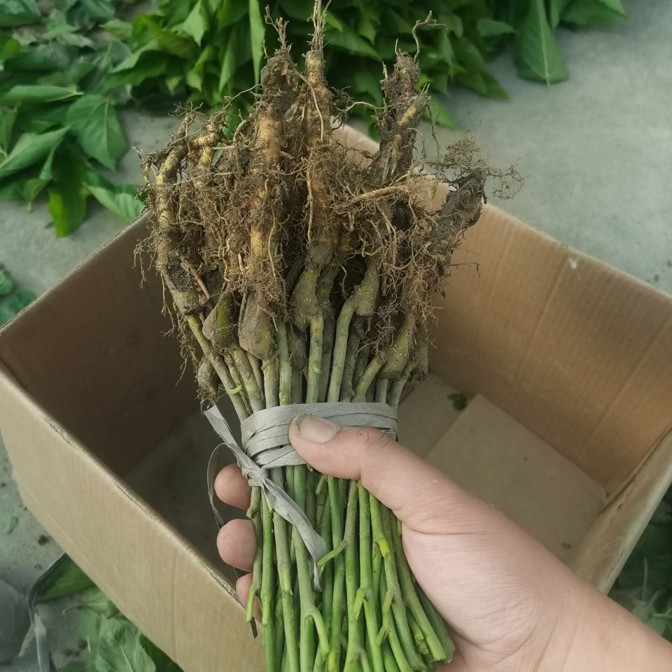 强桑1号采叶大叶蛋白桑树嫁接苗喂蚕宝宝养蚕高产青苗饲料30cm含40cm