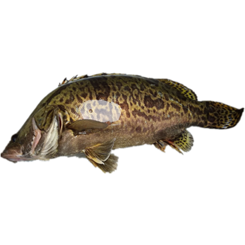 xj桂鱼500g1条新鲜鳜鱼贵鱼海鲜水产桂花鱼生鲜可开发票