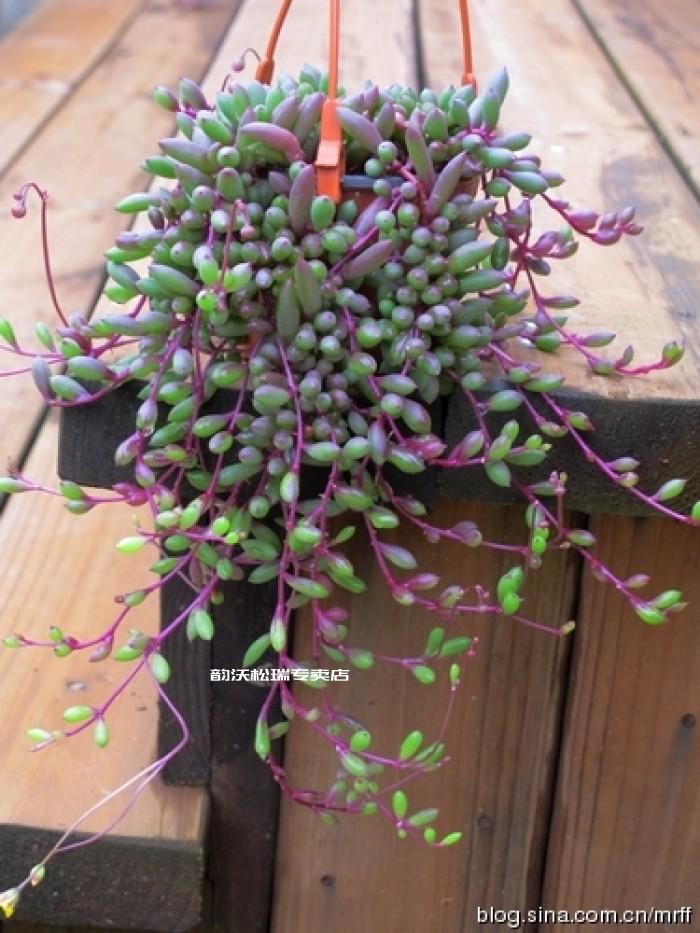 紫玄月吊兰盆栽花卉办公室绿植防辐射珍珠紫弦月吊兰藤蔓多肉植物