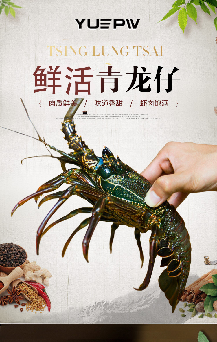 个人店其他品牌 大龙虾鲜活小青龙虾花龙虾 奥龙澳洲