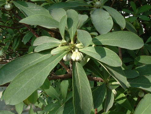 吉祥植物爱情树金腰带结香花苗结