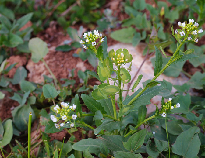 子暄家居饰品材种子新采败酱种子扑楞鼓子棵苏败酱种子遏蓝菜