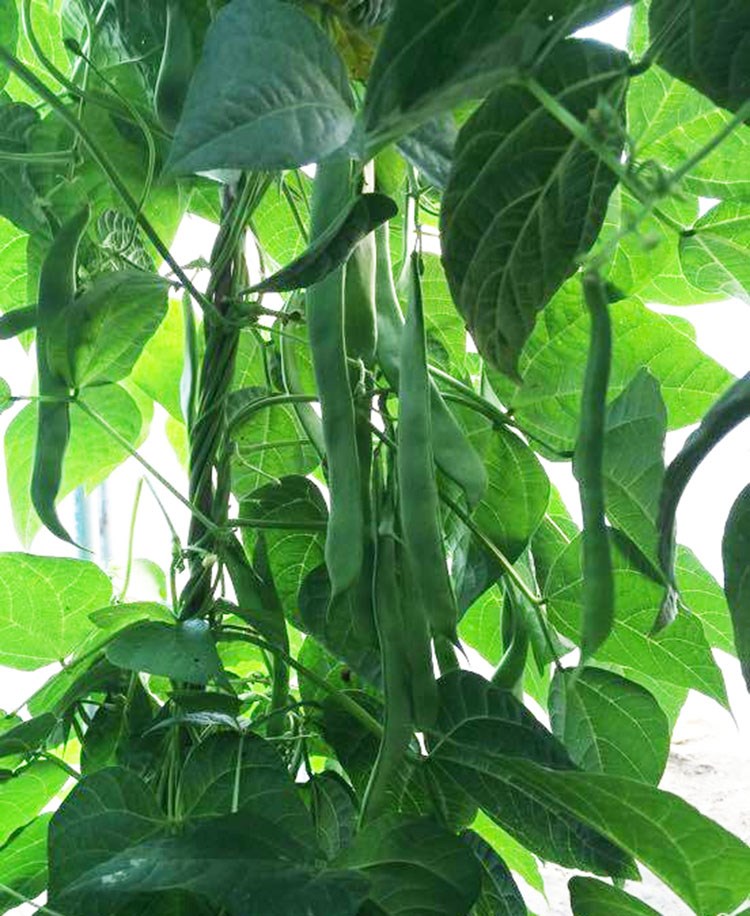 非转基因老品种红花四季豆芸扁豆架豆四季豆宽扁四季豆种子