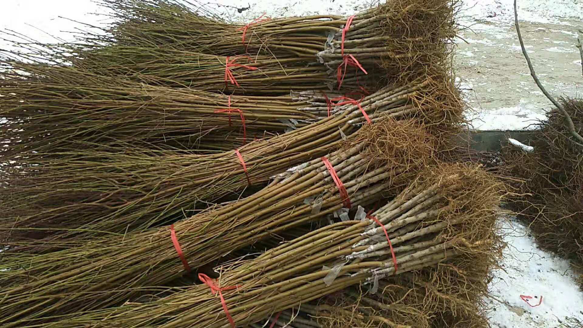 嫁接黑桃王树苗南方北方种植黑桃皇后桃树苗当年结果地栽黑桃王苗