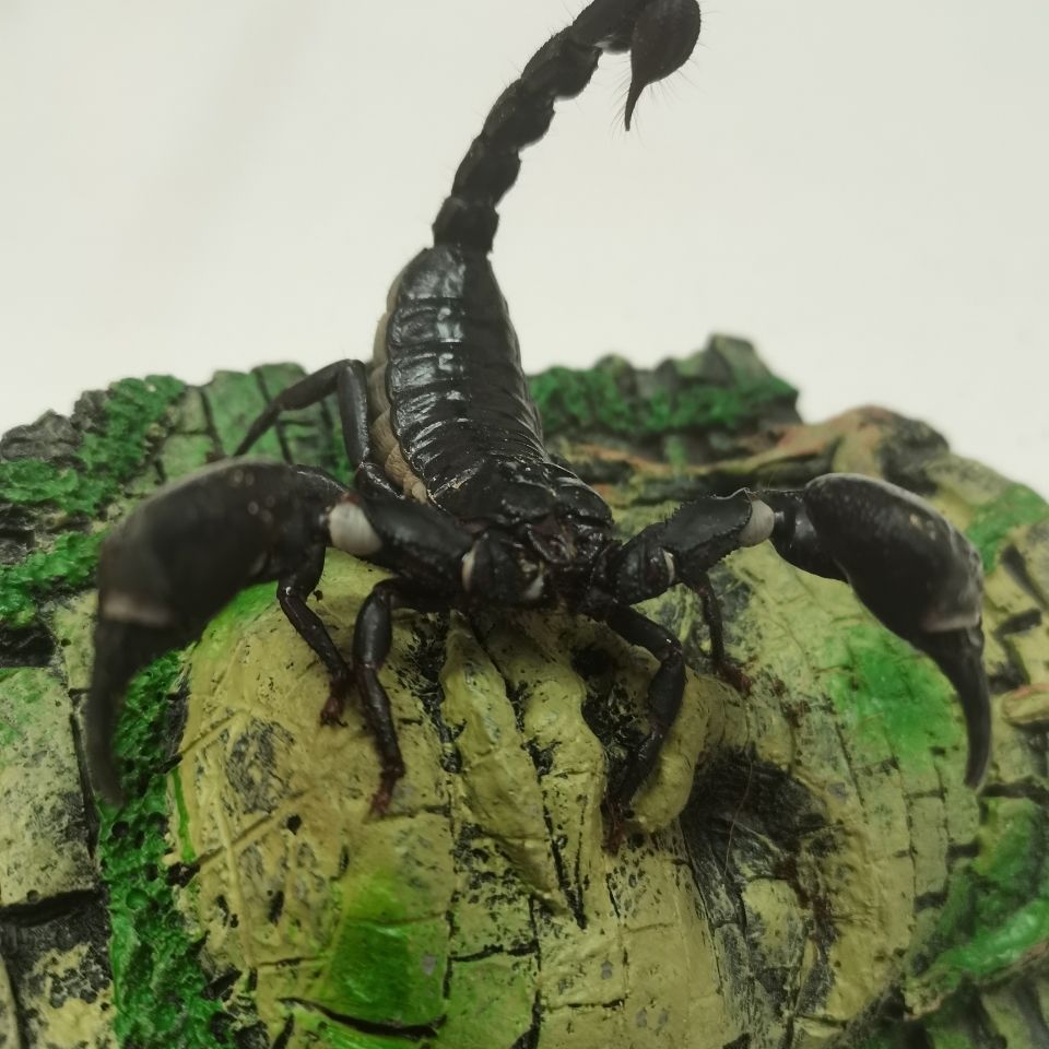《入门蝎2-3cm送四件用品 亚洲巨型雨林蝎超大个体宠物蝎假帝王蝎幼苗