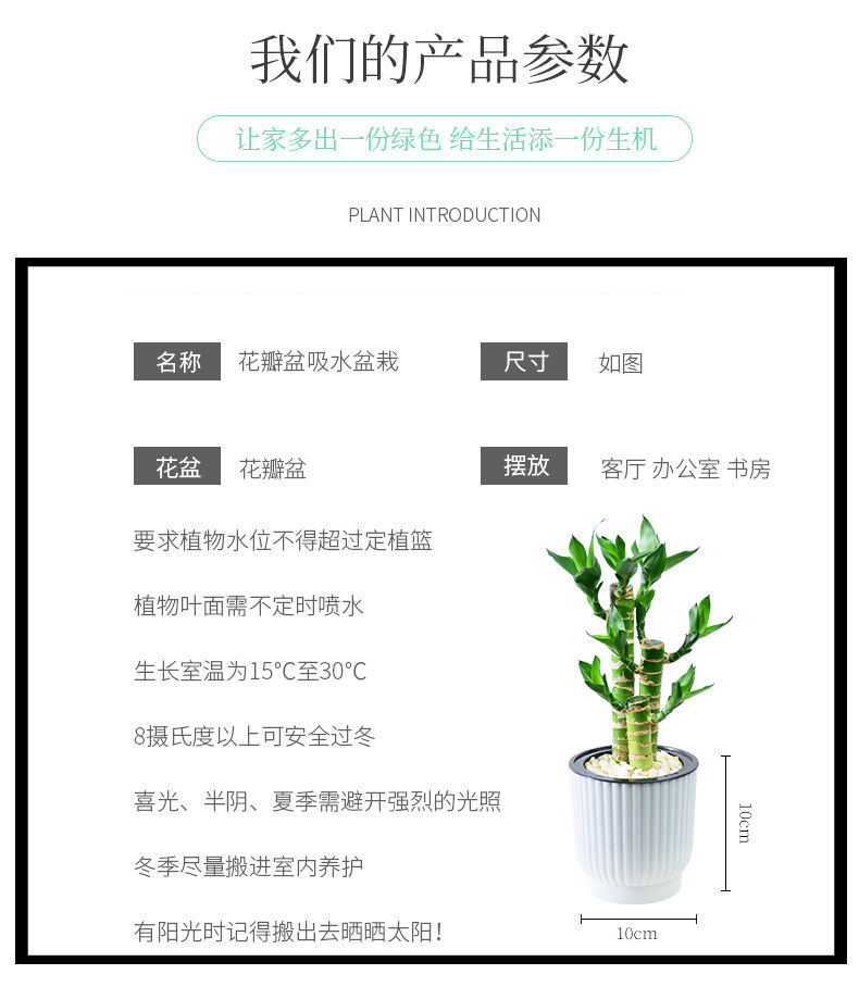 室内绿植设计说明图片