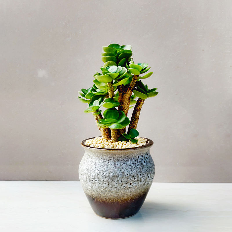 金钱木老桩新手好养多肉植物金钱树发财树室内防辐射