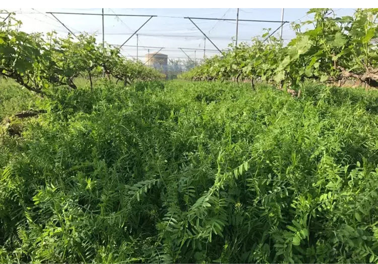 果園綠肥光葉紫花苕種子長柔毛野豌豆毛苕子養蜂蜜源植物牧種子花林木