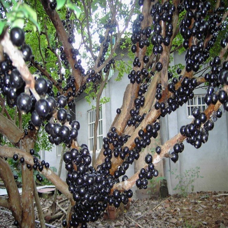 回固果树嫁接苗南方种植树葡萄苗名贵果树果苗多宝加宝带果【价格