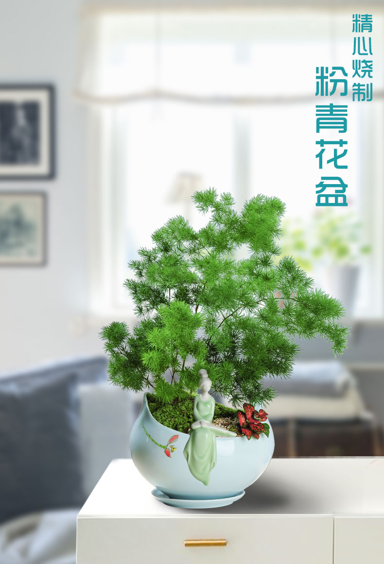 蓬莱松盆栽植物室内客厅办公室桌面好养观叶绿植花卉盆景四季常青