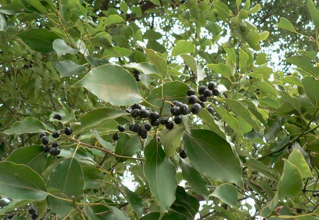 香樟树种子 园林绿化树苗 香樟树种子豹樟树种子 豹樟种籽