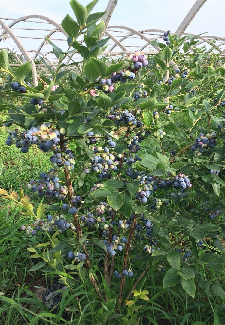 超级新品 子暄 蓝莓苗蓝莓树苗盆栽地栽蓝梅树当年结果奥尼尔蓝莓南方