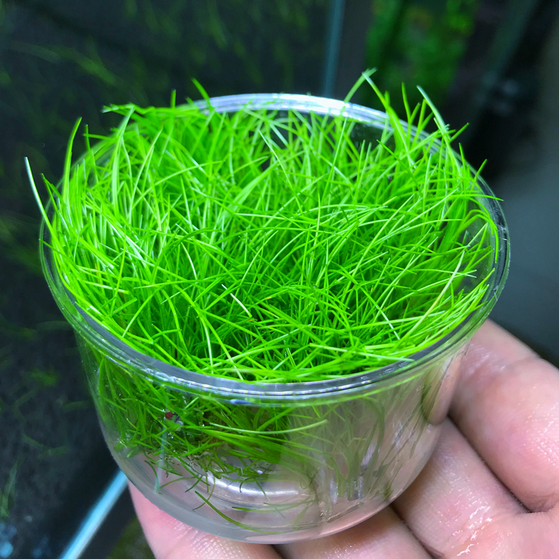 活体水草鱼缸造景前景草日本迷你牛毛正宗迷你牛毛牛毛毡无菌杯装