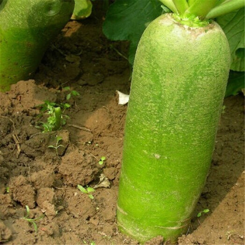姜芮鲜花绿植 逍遥蔬菜种子 甜脆绊倒驴大青萝卜种子 甜脆可口 抗病