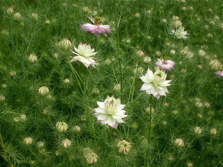 黑种种子混色香花海花镜黑子阳台盆栽观花种子四季易播耐寒