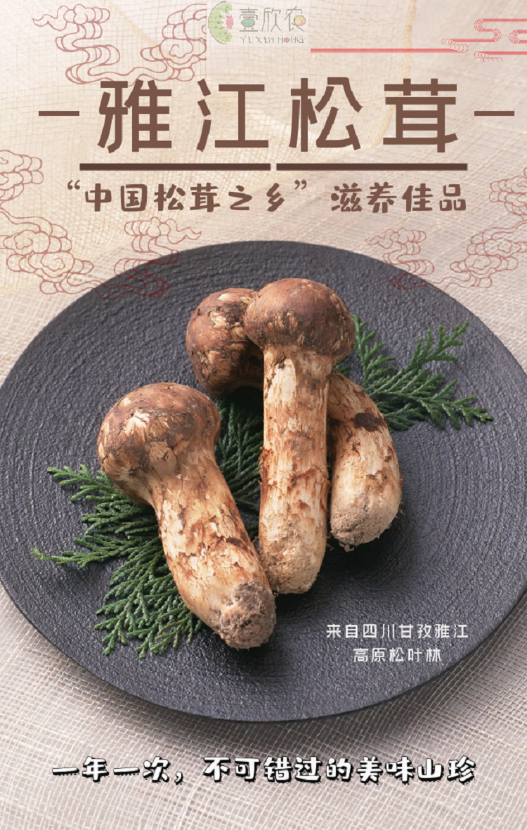 四川甘孜州松茸之乡雅江特产高原针叶林野生鲜松茸菌新鲜松茸57cm松茸