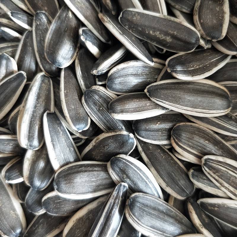 内蒙古生瓜子散装五原县葵花籽新货批中颗粒生瓜子5斤散装