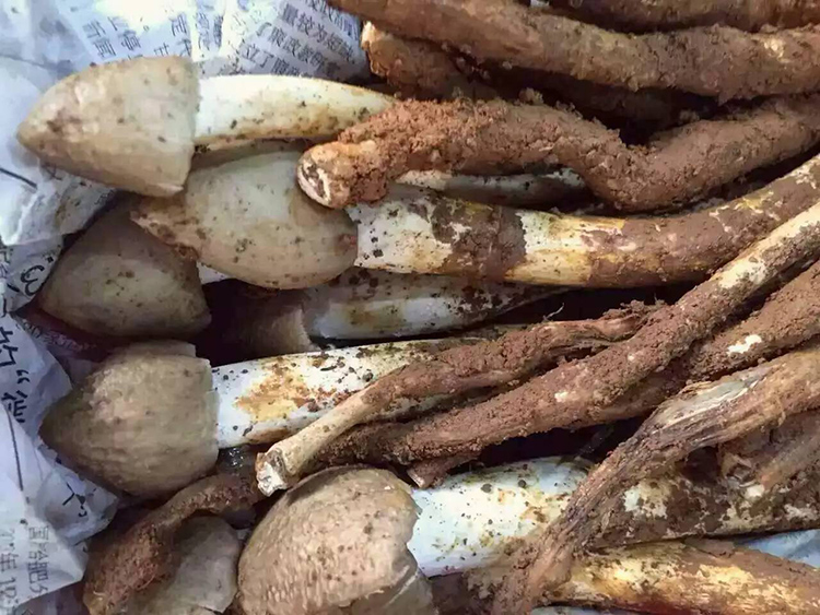 500g新鲜野生荔枝菌五月菇小鸡枞