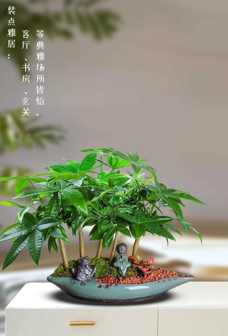 五福发财树盆栽植物室内净化空气客厅创意绿植四季常青盆景花卉