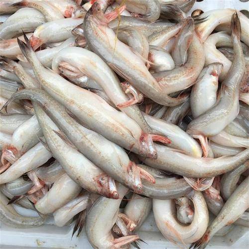 霞浦新鲜龙头鱼豆腐鱼海鲜水潺鱼生鲜龙头鲓丝丁鱼九肚鱼顺丰 3斤吃个