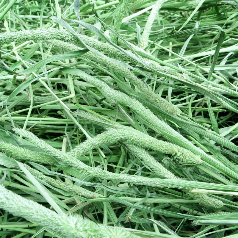 《2020新提摩西草 兔子荷兰猪豚鼠龙猫苜蓿草烘干南提摩西干草饲料