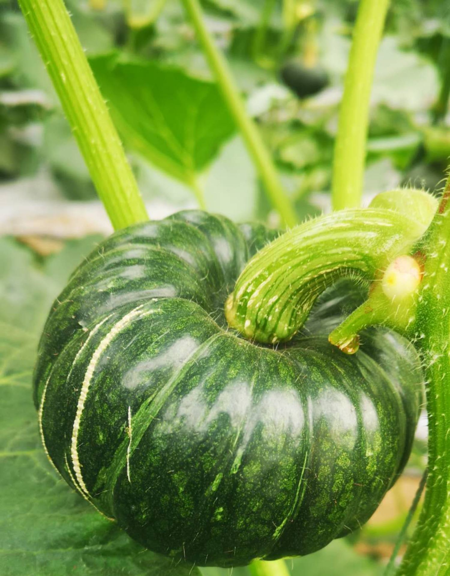 回固迷你高产小绿贝贝南瓜种子惠和一号南瓜种籽孑板栗味蔬菜种子 20