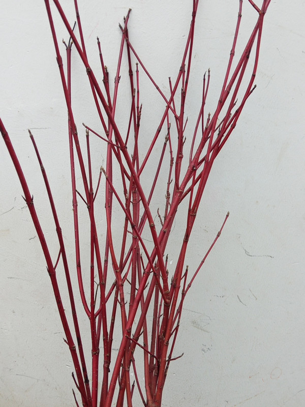 龙柳花家庭客厅场所摆设艺术造型装饰摄影背景干树枝云南直发鲜枝