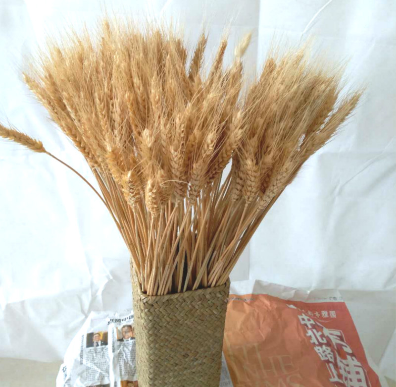 麦穗干花花束开业大麦客厅田园装饰摆件瓶插花真花干艺术落地
