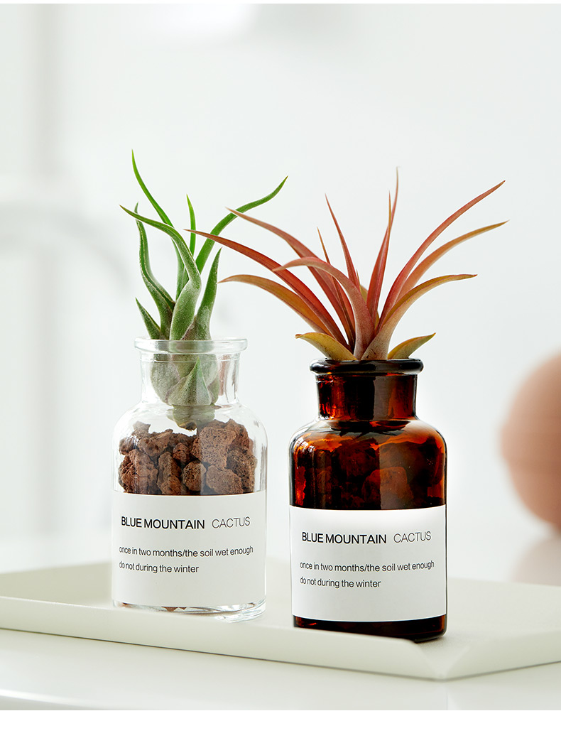 国泰家和空气凤梨植物组合盆栽玻璃瓶办公桌懒人无土植物室内多肉套餐