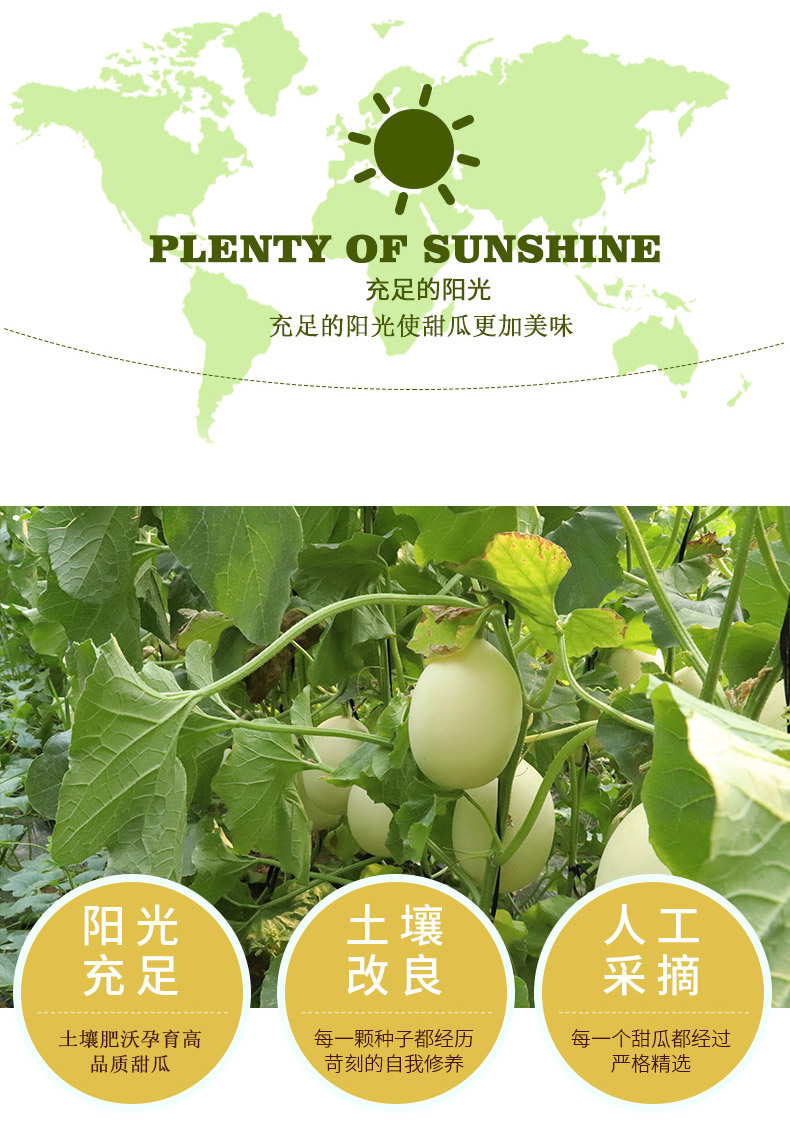 阎良甜瓜25斤2件发5斤带箱3件发9斤带箱