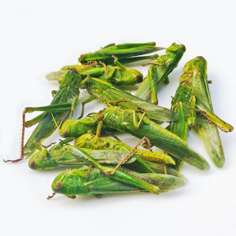 生大青蝗蹬山倒绿色大蝗虫500g大蚂蚱新鲜昆虫产发