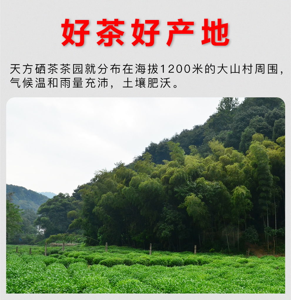 明前特級高山手工烘青綠茶濃香型 小罐裝茶葉石臺硒茶【價格 圖片